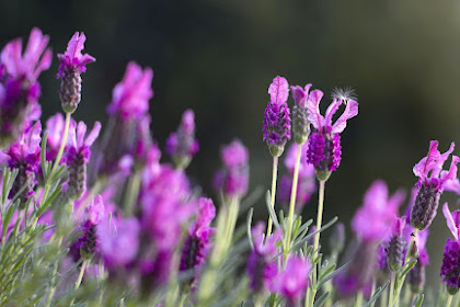 Benarkan Lavender Ampuh Usir Nyamuk?